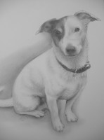 /album/fotogaleria/pes-pre-rakusanov2-14-12-2015-jpg/